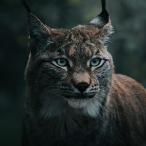 Wild Cat Nature Animal