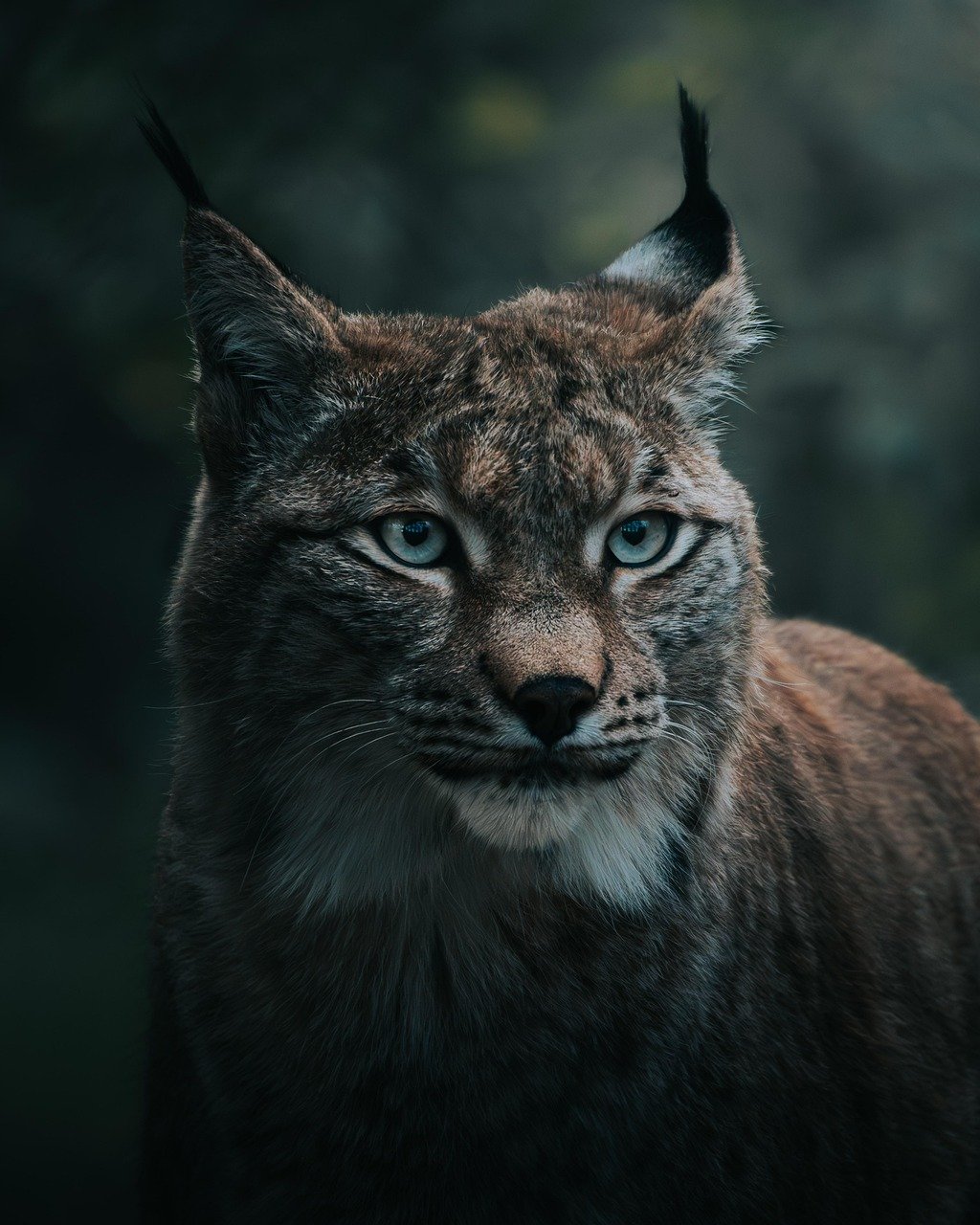 Wild Cat Nature Animal