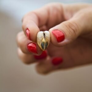 Shell Heart Nature Background Hand