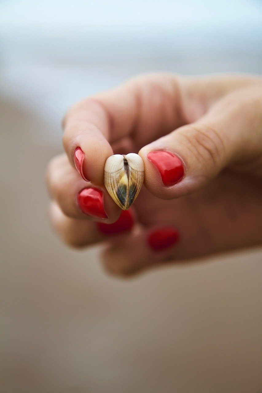 Shell Heart Nature Background Hand