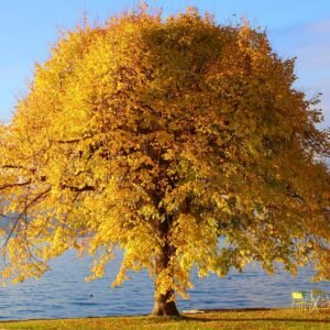 Tree-Autumn Colors Nature Wallpaper